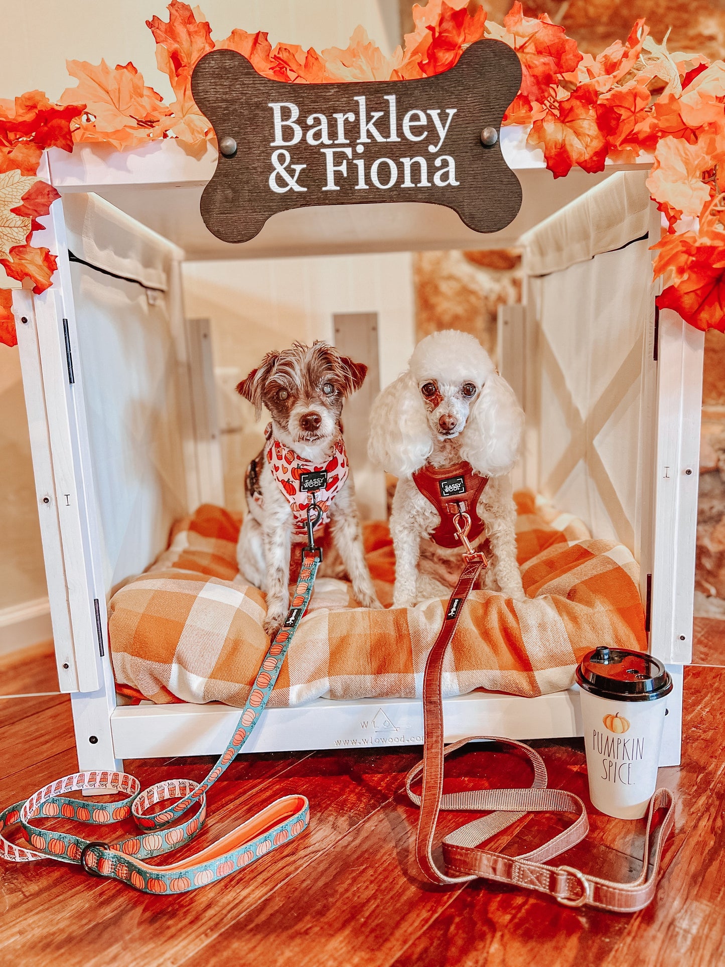 Dog Four Piece Bundle - Teddy