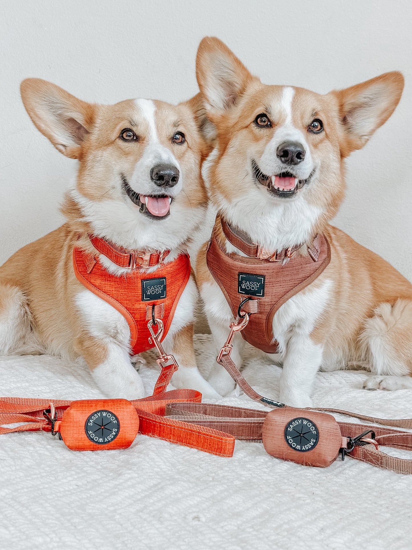 Dog Four Piece Bundle - Teddy