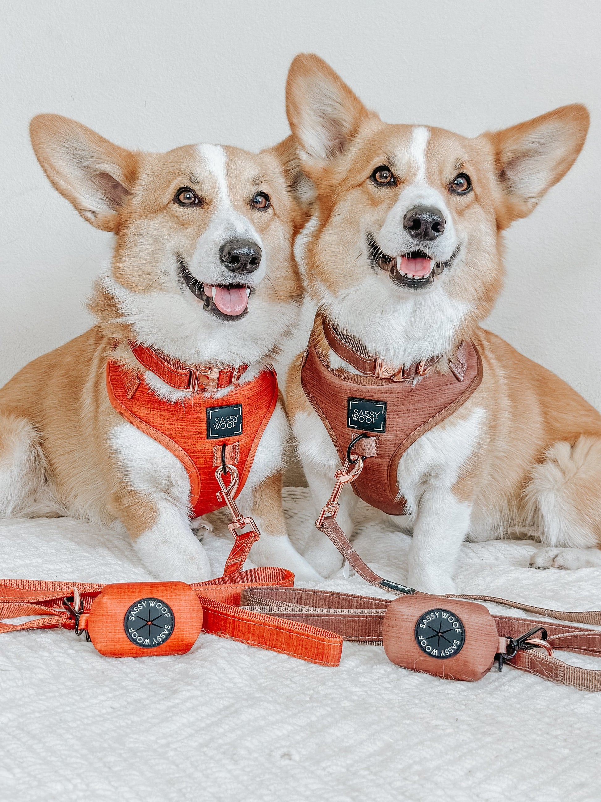 Dog Four Piece Bundle - Teddy