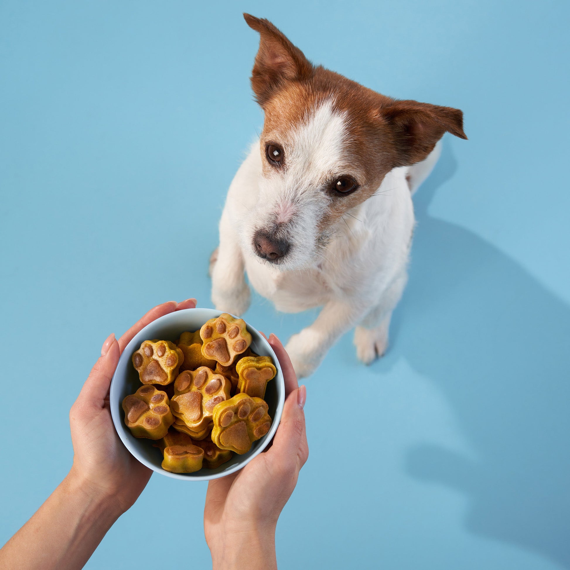 ® Homemade Dog Treats Kit