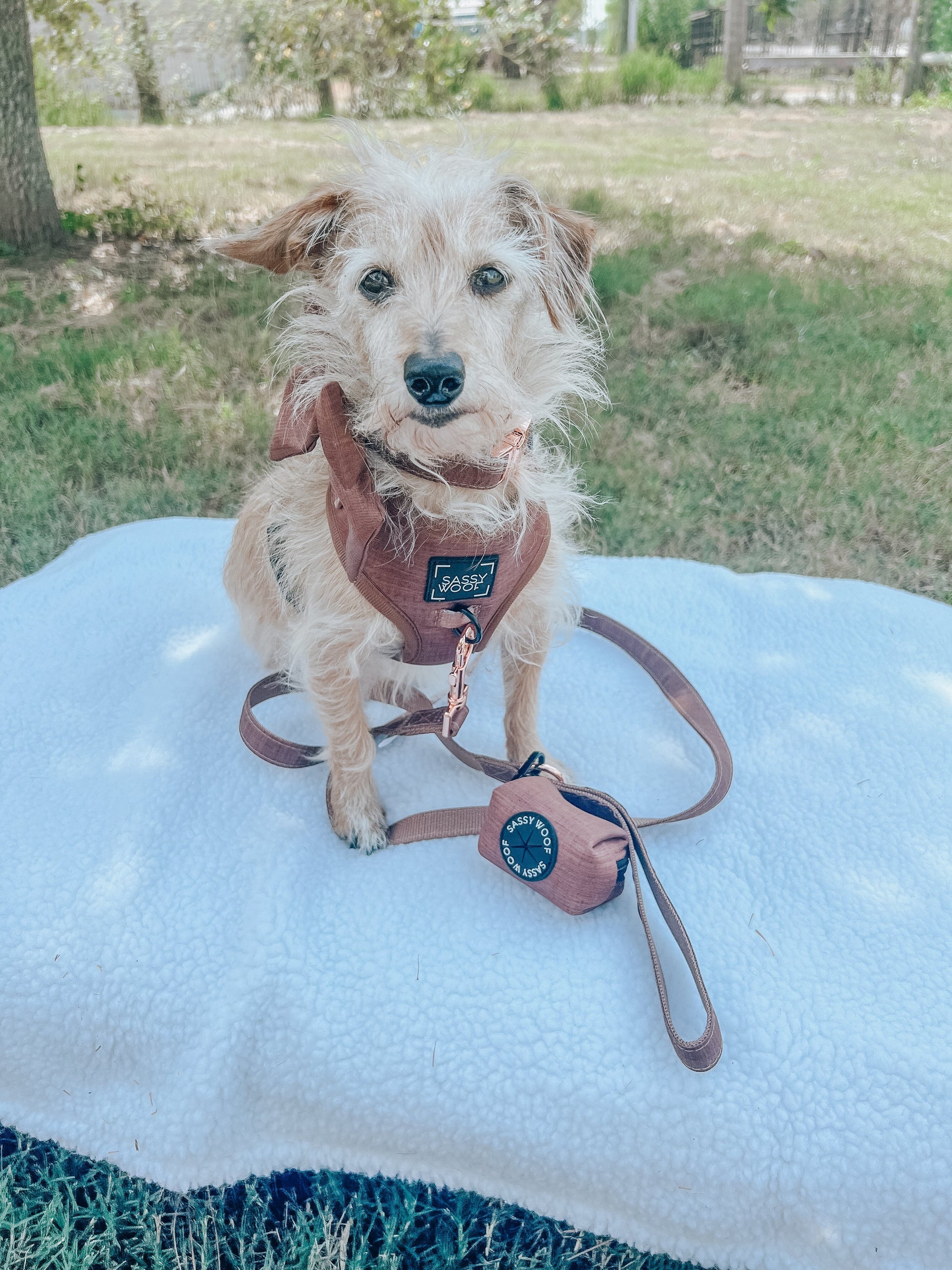 Dog Four Piece Bundle - Teddy