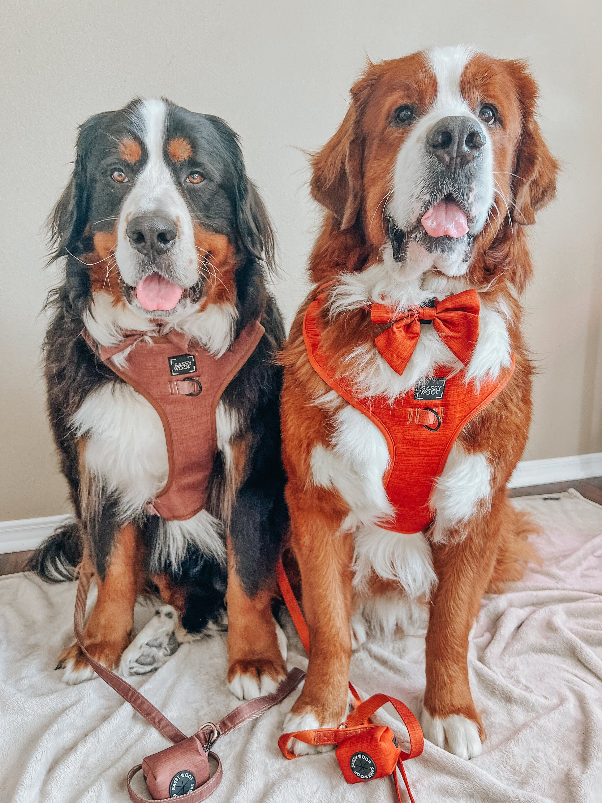 Dog Four Piece Bundle - Teddy